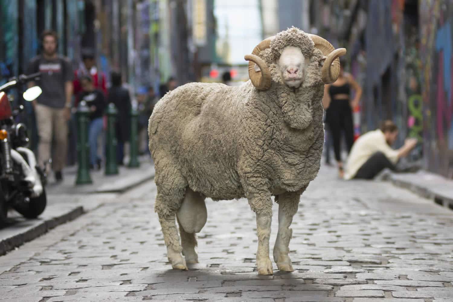 Merino får i en gade